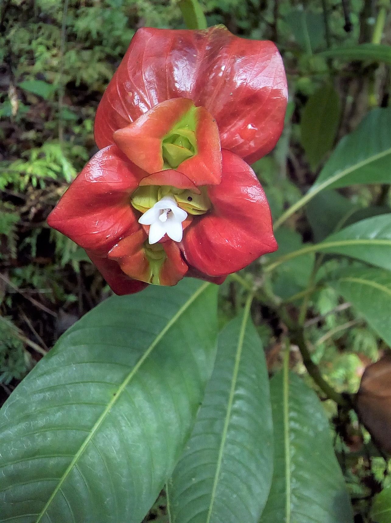 Costa Rica
